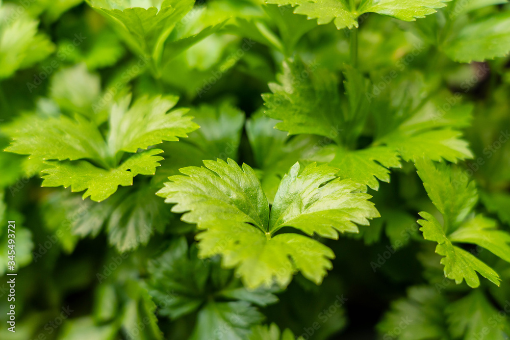 Parsley Parsley