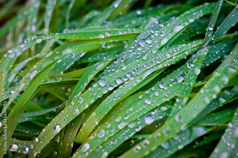 Morning dew on green grass lit by bright sunlight. Morning dew on green grass lit by bright sunlight.