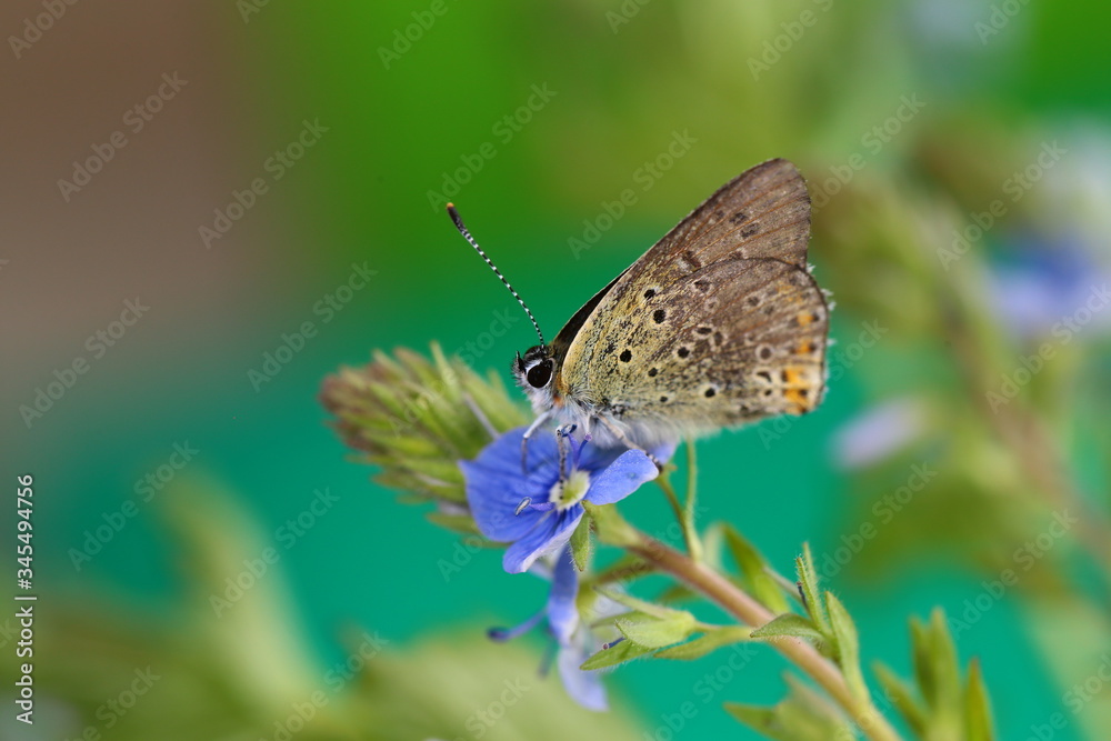 Little butterfly sits on a blue Veronica flowers on a blurry green background Little butterfly sits on a blue Veronica flowers on a blurry green background