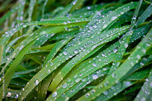 Morning dew on green grass lit by bright sunlight.