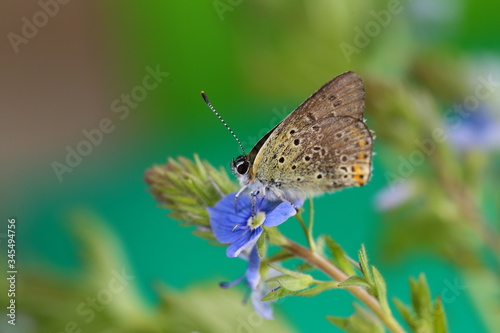 Little butterfly sits on a blue Veronica flowers on a blurry green background