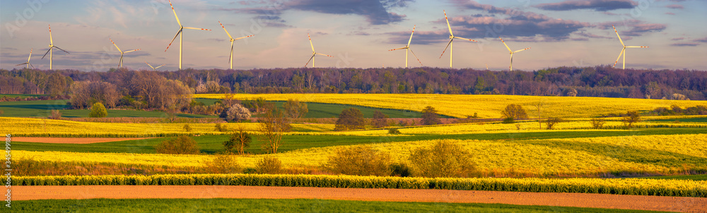 Rural spring landscape.Panorama of blooming rapeseed field on a beautiful sunny day