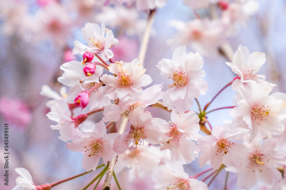 しだれ桜　Japanese weeping cherry blossoms