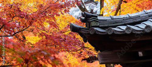 Japanese roof with colorful leaves in the garden, Pavilion in Eikando temple or Eikan-do Zenrinji shrine, famous for tourist attractions in Kyoto, Japan. Autumn foliage season and travel concept photo