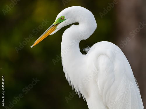 great egret