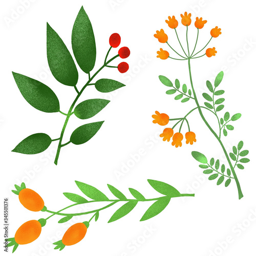 Set of plants and berries. Bright digital illustration isolated on white background. Illustration for the decor and design of posters, postcards, prints, stickers, invitations, textiles and stationery