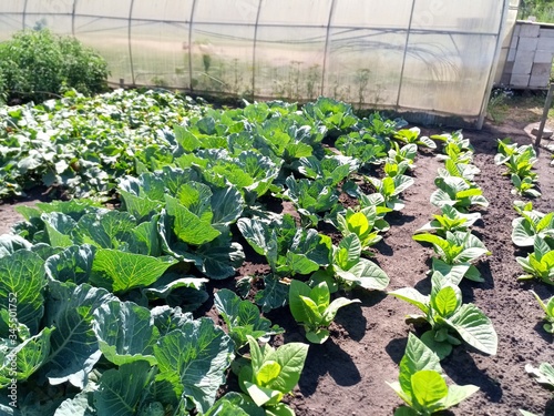 lettuce in a greenhouse