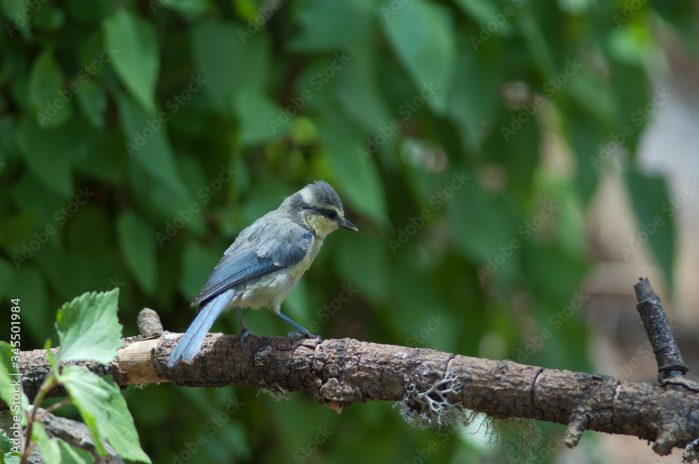 Juvenile African blue tit Cyanistes teneriffae hedwigii. Las Brujas Mountain. Integral Natural Reserve of Inagua. Tejeda. Gran Canaria. Canary Islands. Spain. Juvenile African blue tit Cyanistes teneriffae hedwigii. Las Brujas Mountain. Integral Natural Reserve of Inagua. Tejeda. Gran Canaria. Canary Islands. Spain.