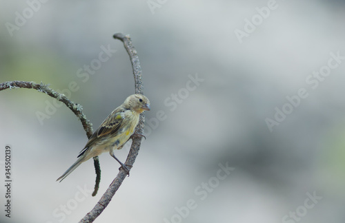 Atlantic canary Serinus canaria on a branch. Las Brujas Mountain. Integral Natural Reserve of Inagua. Tejeda. Gran Canaria. Canary Islands. Spain.