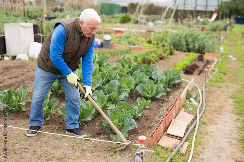Aged man hoeing between vegetable seedlings