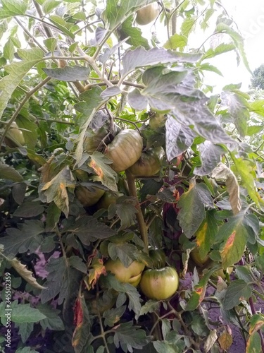 apples in the garden