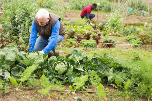 Senior man gardener picking fresh cabbage in garden