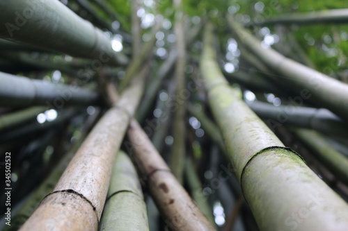 Photographie Close-up Of Bamboos