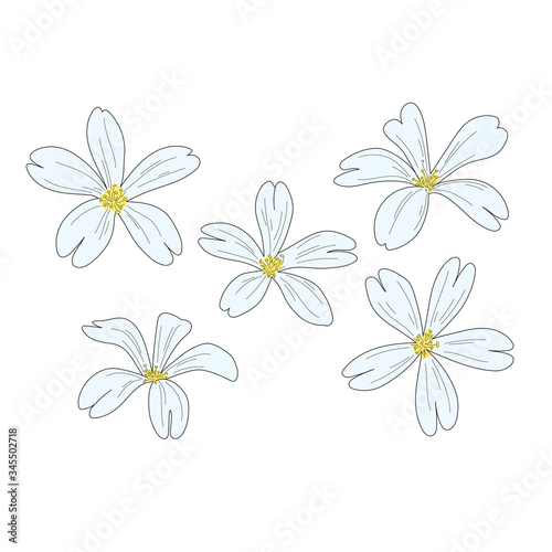 Phlox awl contour drawing. Set of hand-drawn minimalist spring flowers. Vector sketch line art illustration isolated on white background. Design for banner, fabric, poster, print template.