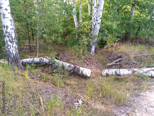 fence in the forest
