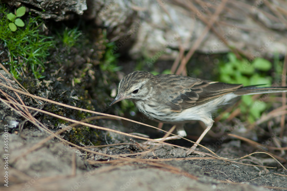Berthelot's pipit Anthus berthelotii drinking water. Las Brujas Mountain. Integral Natural Reserve of Inagua. Tejeda. Gran Canaria. Canary Islands. Spain. Berthelot's pipit Anthus berthelotii drinking water. Las Brujas Mountain. Integral Natural Reserve of Inagua. Tejeda. Gran Canaria. Canary Islands. Spain.