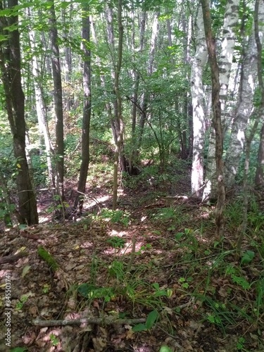 footpath in the woods