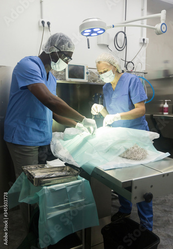 Proffesional veterinarians in uniform doing operation