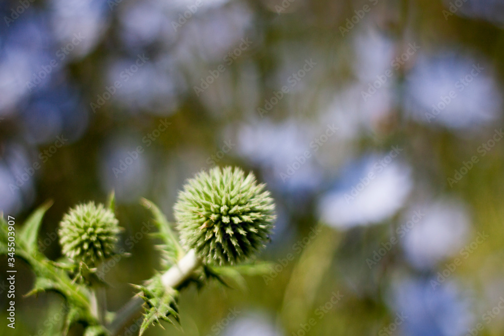 Echinops sphaerocephalus in the meadow on a sunny day. Echinops sphaerocephalus in the meadow on a sunny day.