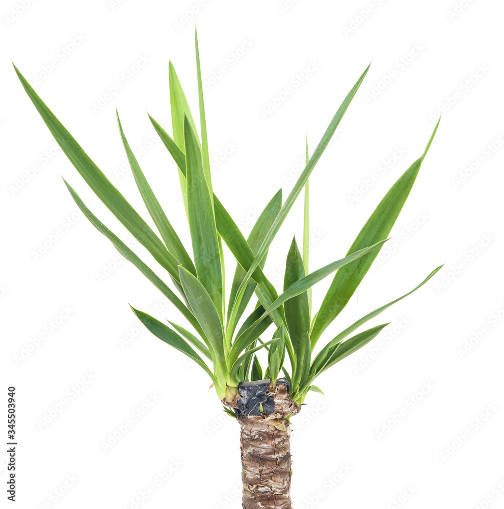 Green Yucca plant isolated on white background   