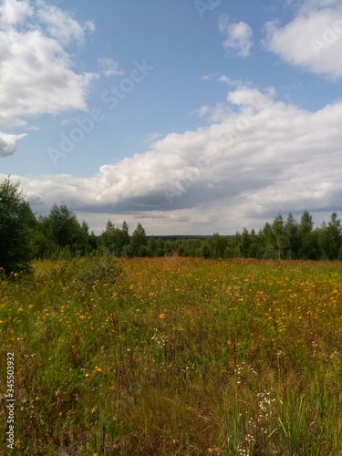 field of flowers