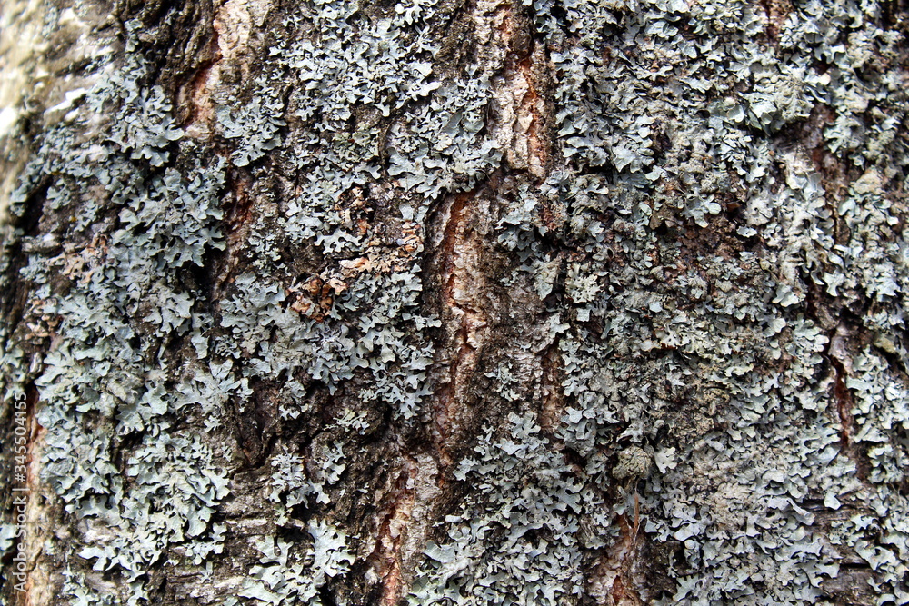 Abstract texture birch bark overgrown with moss Abstract texture birch bark overgrown with moss