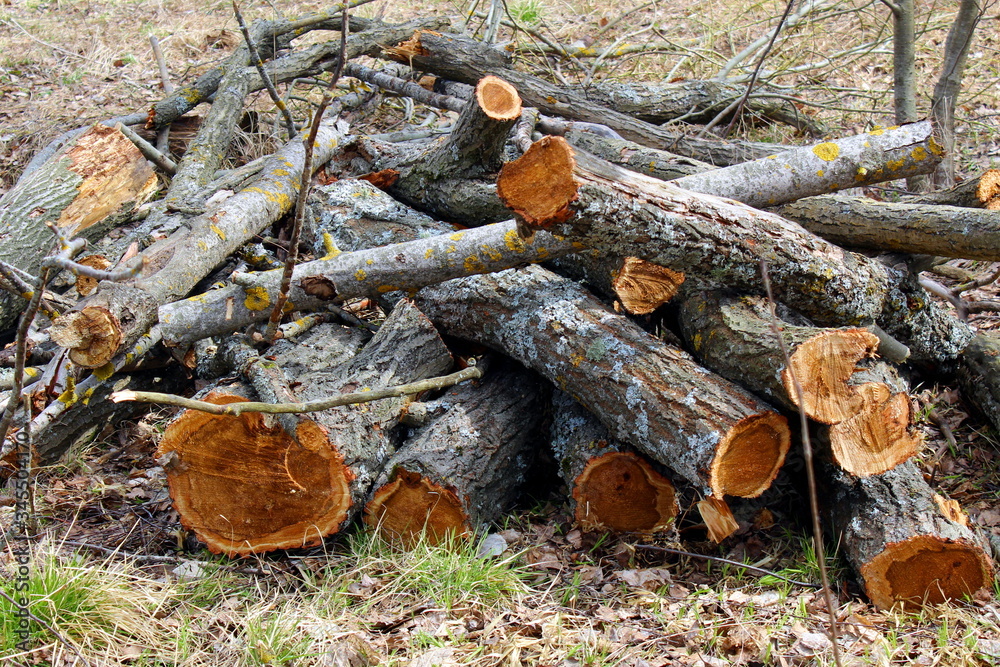 A bunch of old rotten logs lies in a forest clearing A bunch of old rotten logs lies in a forest clearing