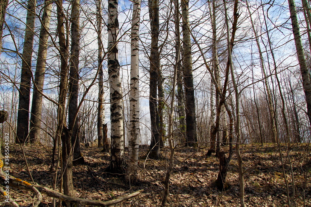 Fototapeta premium Forest in the middle of spring after melting snow