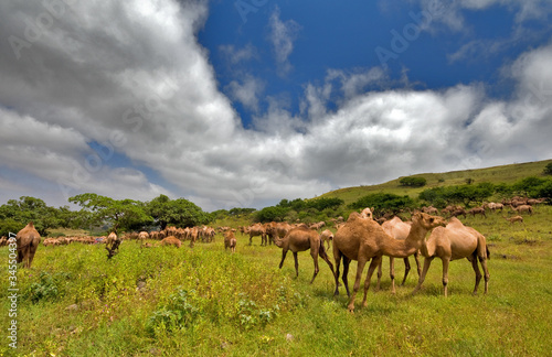 Camels in Salalah  Oman