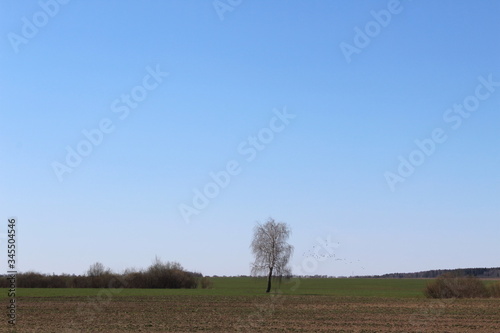One tree without leaves stands in the middle of a field