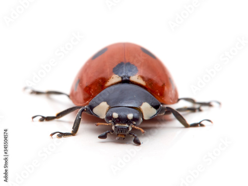 Seven spot ladybird in a white background. Macro photography. Coccinella septempunctata.