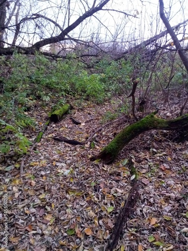 spring in the forest