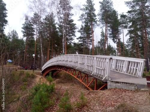wooden bridge in the forest