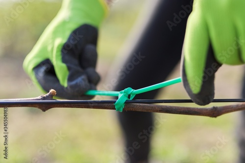 Hands of gardener tying vine with tape to the support  closeup