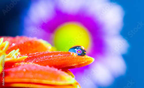 macro floweer in the drop of water photo