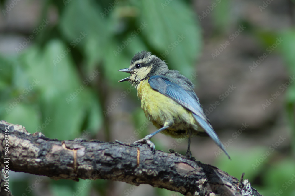 African blue tit Cyanistes teneriffae hedwigii calling. Las Brujas Mountain. Integral Natural Reserve of Inagua. Tejeda. Gran Canaria. Canary Islands. Spain.