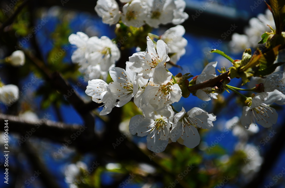 photo of blossoming tree brunch with white flowers on grange dark blue background photo of blossoming tree brunch with white flowers on grange dark blue background