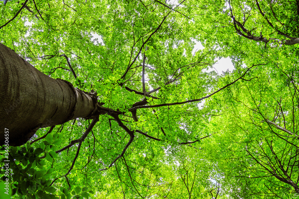 Fototapeta premium Impressive trees in the forest. Fresh green, spring time. Bottom view.