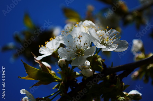 photo of blossoming tree brunch with white flowers on grange dark blue background