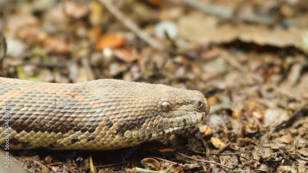 Sand Boa snake with its rough skin and small eyes flicks out its forked tongue to sense the surroundings as it explores new areas in India Sand Boa snake with its rough skin and small eyes flicks out its forked tongue to sense the surroundings as it explores new areas in India