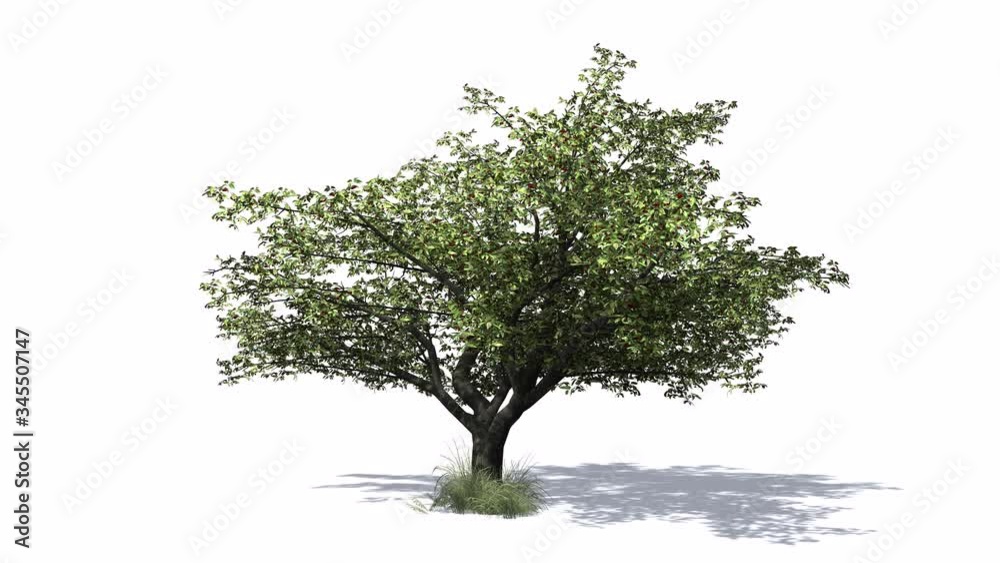 3D animated Cherry tree with wind effect and shadows on white background