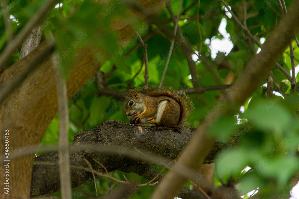 Squirrel nidden in tree with walnut