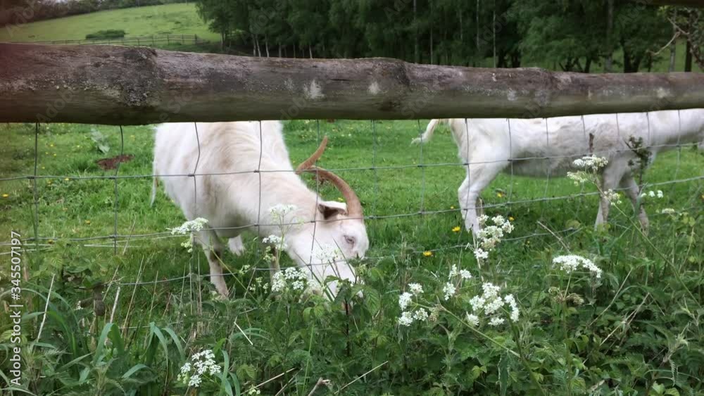 Adult white goat with large horns in meadow Adult white goat with large horns in meadow