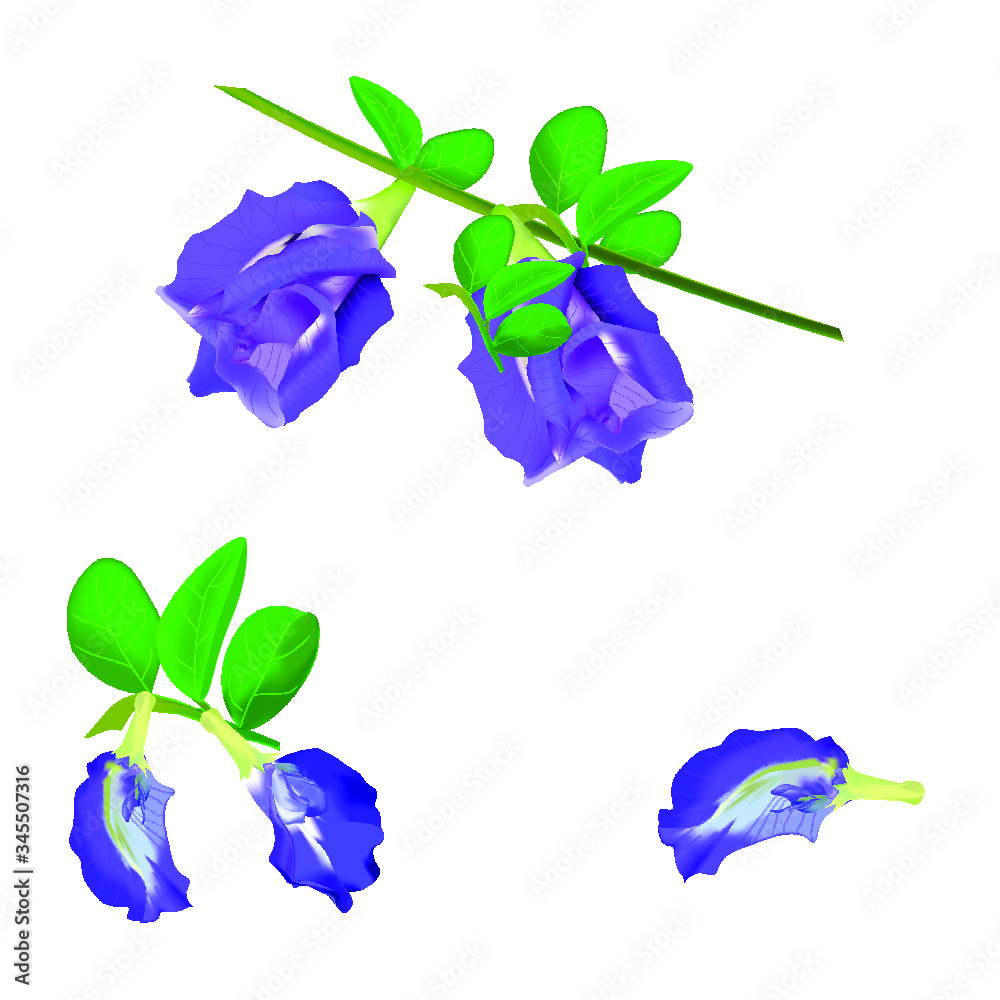blue; flower; isolated; vivid; anxiolytic; bush; fence; nitrogen-fixing; cooking; family; foliage; latin; india; flora; botanic; pigment; dye; butterfly-pea; park; beautiful