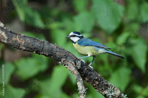 African blue tit Cyanistes teneriffae hedwigii on a branch. Las Brujas Mountain. Integral Natural Reserve of Inagua. Tejeda. Gran Canaria. Canary Islands. Spain.