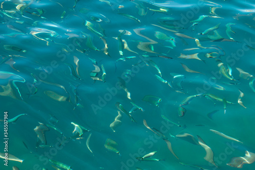 silhouettes of fish in clear blue water © studybos