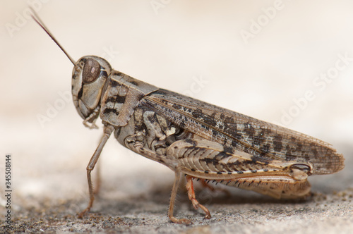 Canarian grasshopper Calliptamus plebeius. Cruz de Pajonales. Integral Natural Reserve of Inagua. Tejeda. Gran Canaria. Canary Islands. Spain. © Víctor