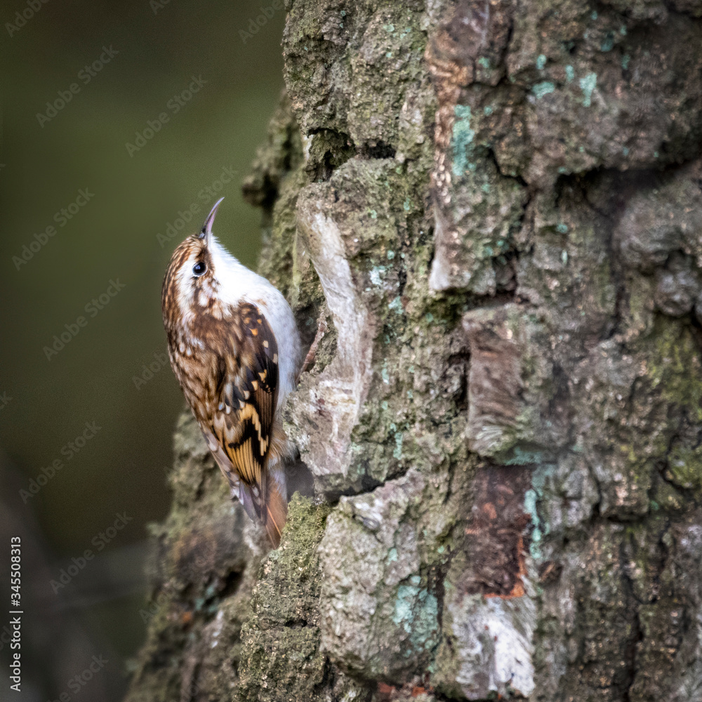 Fototapeta premium British Tree Crawler