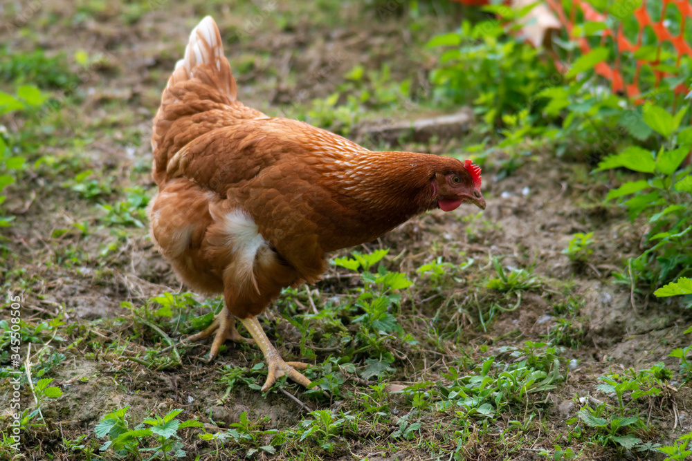 Fototapeta premium hen grazing freely in the field