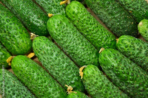 Cucumbers from farmers market. Fresh cucumbers. Pickle cucumbers. Organic vegetables. Salad ingredients.